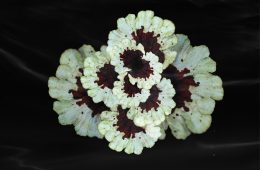 adf-web-magazine-leela-schauble-growing-in-the-dark-regenerate