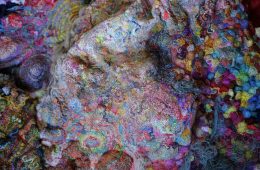 adf-web-magazine-sezon-museum-of-modern-art-continuous-conntours-1