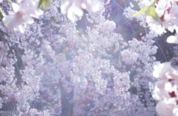 adf-web-magazine-mikaninagawa-flickering-light-1