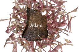 adf-web-magazine-adam-hirosaki-orando-komoru-1