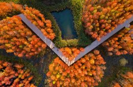 adf-web-magazine-a-floating-forest-2