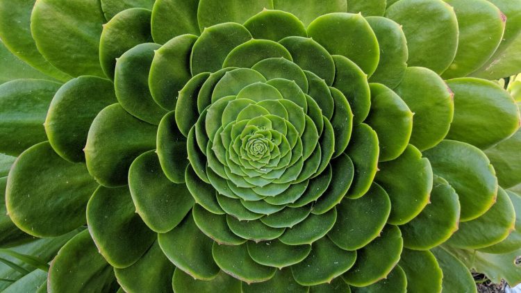 adf-web-magazine-fractal patterns in nature -designing by personality