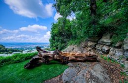 adf-web-magazine-forsoultree_artwork-by-luca-gnizio-8