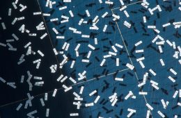 adf-web-magazine-les fleurs-de-la-maladie-2