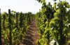 le_donn_eroiche_del_vino_bilogico1
