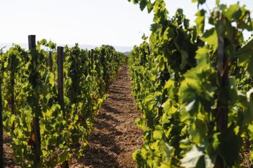 le_donn_eroiche_del_vino_bilogico1