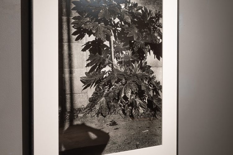 adf-web-magazine-letter tosaint-loup-2