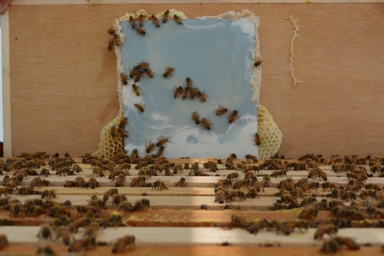 adf-web-magazine-dangami-new-1