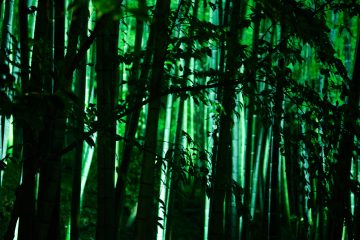adf-web-magazine-kyoyo-nippon-festival-8