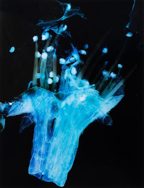 adf-web-magazine-nishimura-asteroid-minna-2