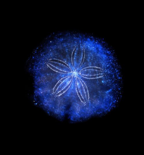 adf-web-magazine-nishimura-asteroid-minna-3