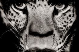 adfwebmagazine_TOKYOGRAPHIE 2019-mic